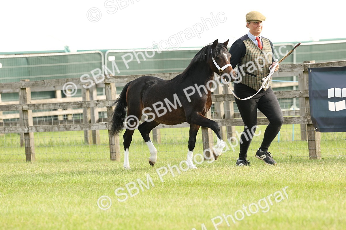 SBM_00411 - Class 6-13 - Mountatin and Moorland In Hand Welsh Breeds