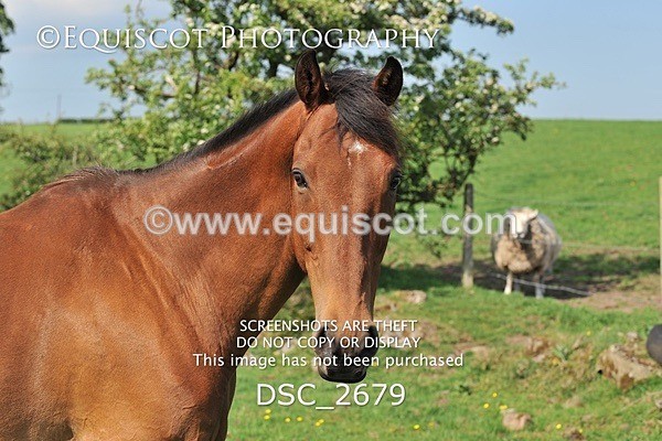 DSC_2679 - ARCHIVE REQUEST - Quincy and Guinness