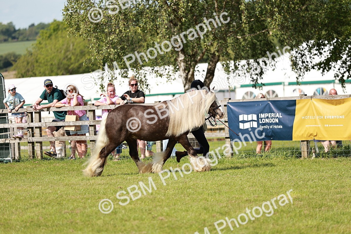 SBM_08762 - Class 63-65 - Traditional Gypsy Cobs In Hand & Ridden