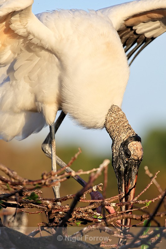 Wood Stork flaps at nest, Wakodahatchee Wetlands, Florida - Wood Stork
