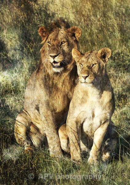 Purrrfect Couple - A5 Size cards