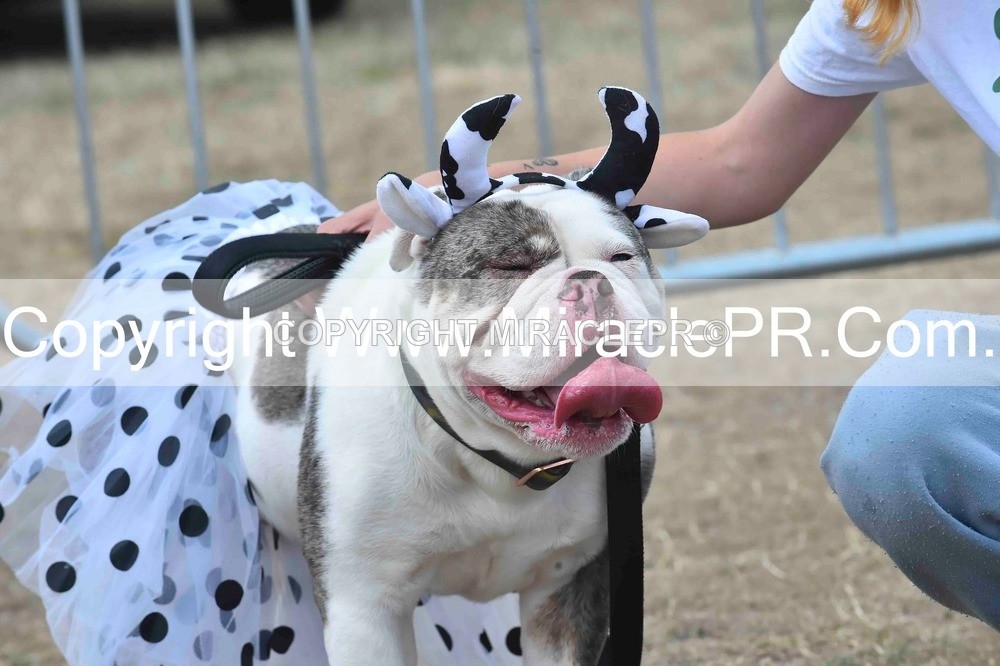 SH4_0293 - Dog show.