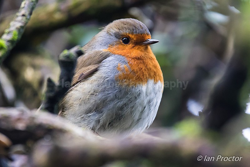 Fluffed Robin in Winter - Nature