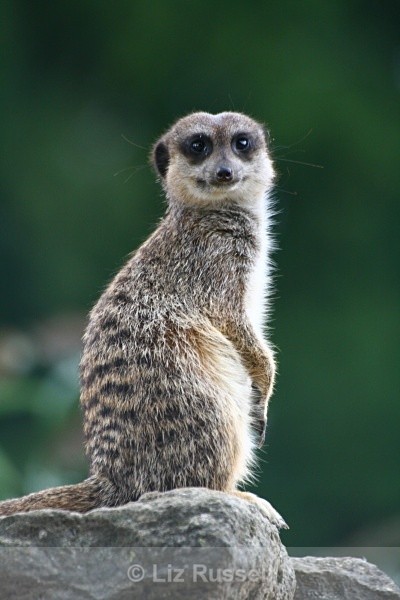Meerkat in typical pose - Wildlife