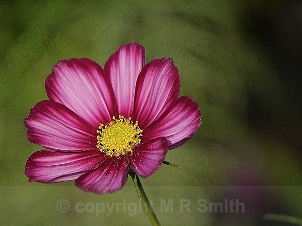 Kew Cosmos - MACRO & CLOSE UPS