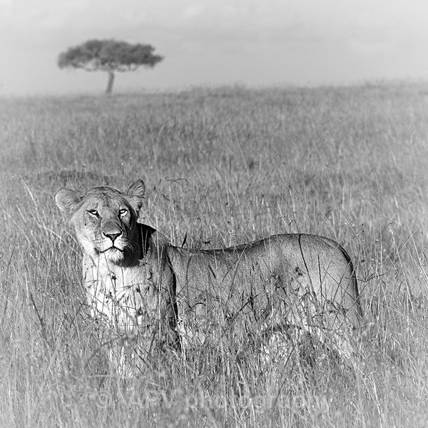LADY CHATTERLY.. - SAFARI - KENYA