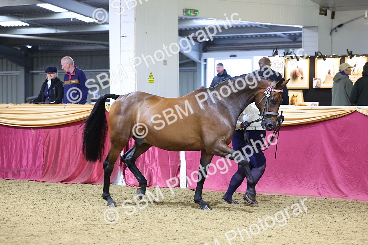 SBM_20989 - Class 902 - Supreme Final IH Veteran