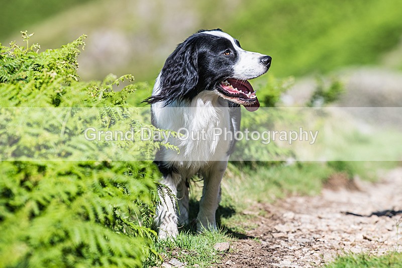 Arnison-4 - Arnison Dash Fell Race Sunday 29th June 2025