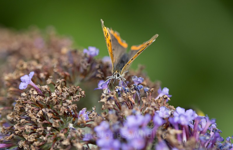 Small Copper - BUTTERFLIES