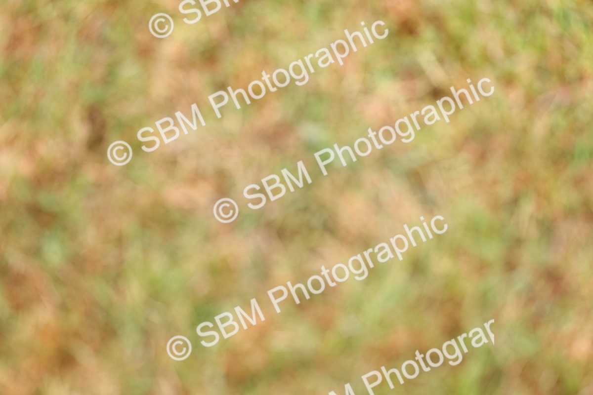 SBM_02678 - Class 9-11 Side Saddle including LIHS Rising Star Ladies Show Horse