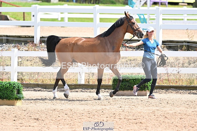 240717A-152056-02774 - Trot Up 3pm to 4pm