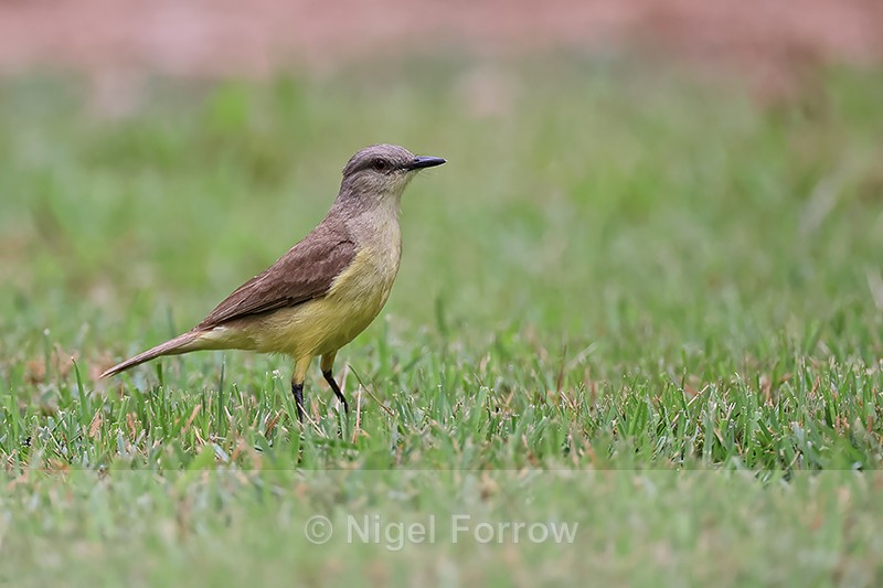 Cattle Tyrant side view, Brazil - Cattle Tyrant