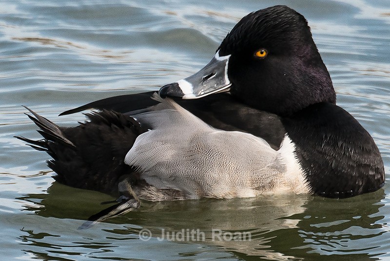 Ring-necked Duck - Reifel Refuge