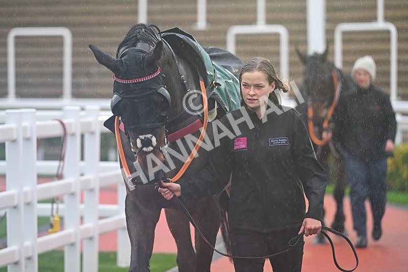 141125-Race 2-Escaria Ten-9294 - Race 2
