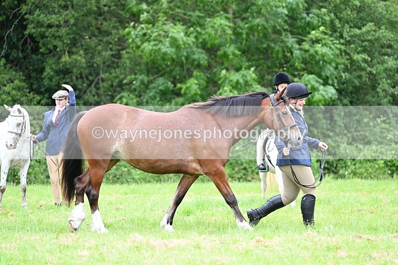 WJ7_4445 - Class 14B Prettiest Mare