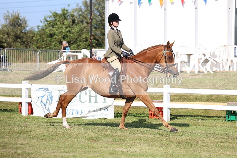 3E7A5547 - Class 2: Rising Star Large Hack/Riding Horse