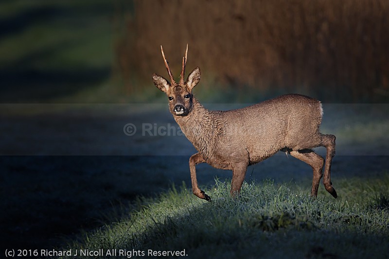Roe Deer (Capreolus capreolus) at Sunrise - Roe Deer (Capreolus capreolus)