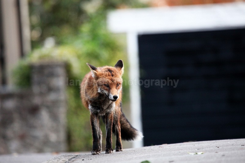 Urban red fox in Bristol car park_0851 - Urban Foxes, Bristol, Great Britain
