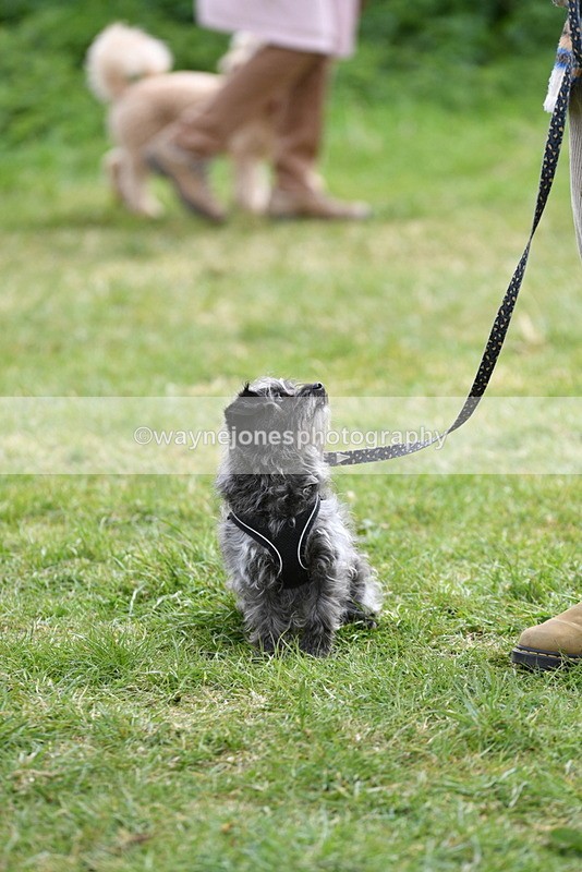 WJ5_9336 - Class 1 Best Cross Breed / Heniz 57