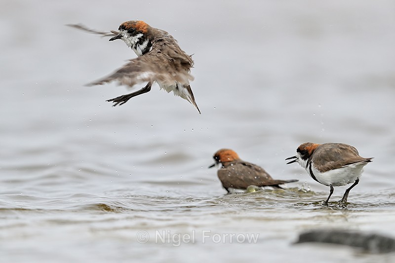 Two-banded Plover takes off, Sea Lion Island, Falklands - Two-banded Plover