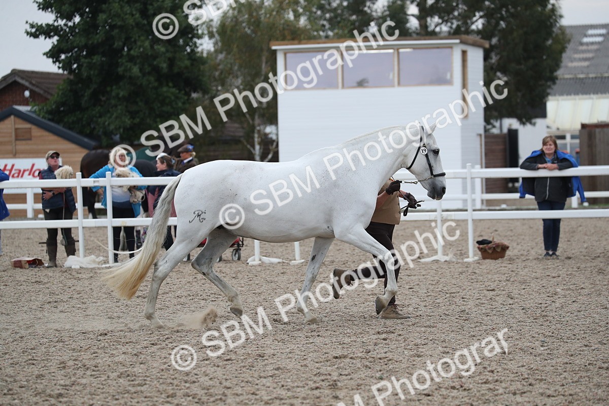 SBM_17990 - Class 317 IH Pure bred Horse/Pony