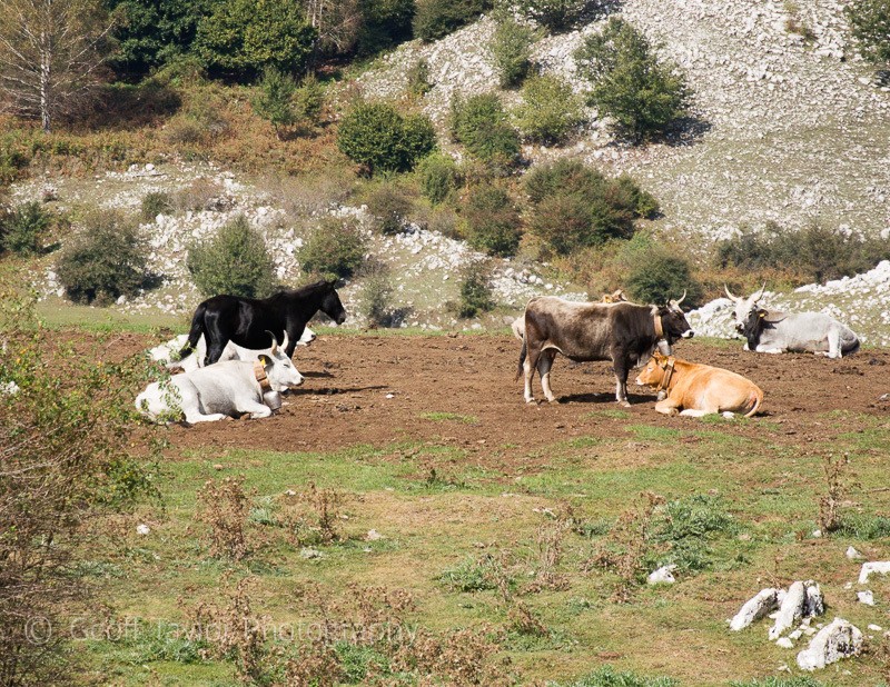 Valley of the orchids walk - Naples, Padula & Northern Calabria