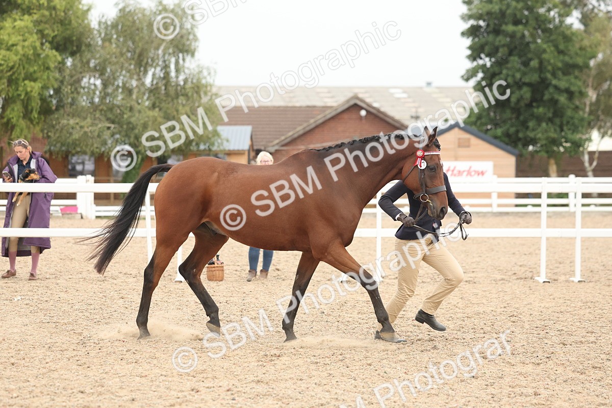 SBM_19794 - Class 318 - IH Part Bred Horse-Pony