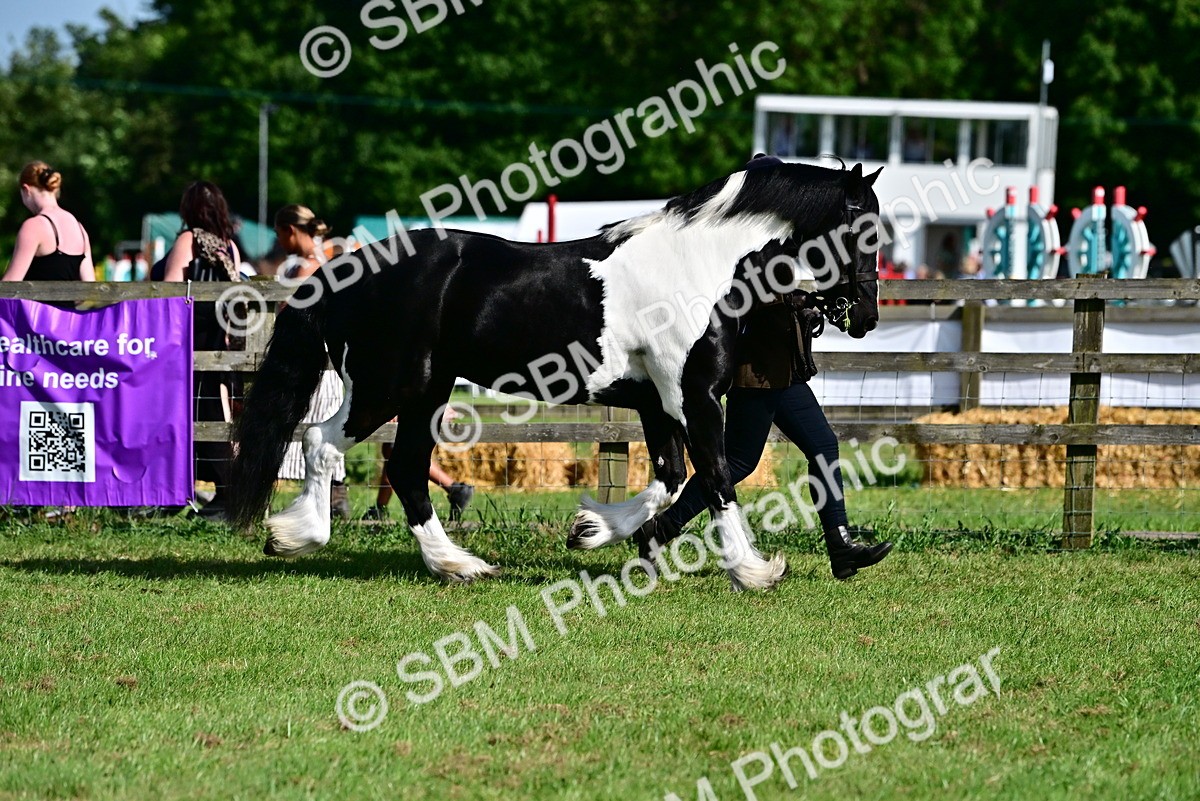 SBM_10088 - Class 63-65 - Traditional Gypsy Cobs In Hand & Ridden