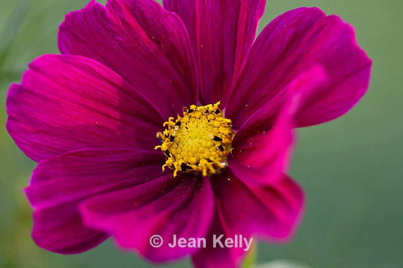 Flower Cosmos - DSC_4355_00028 - Purple