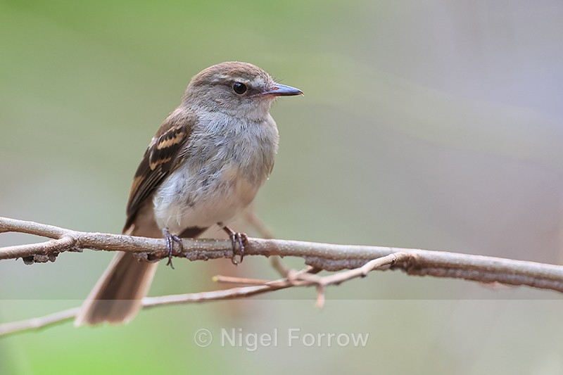 Fuscous Flycatcher, Porto Jofre, Brazil - Fuscous Flycatcher