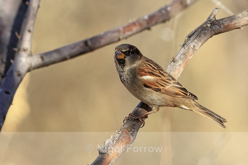 House Sparrow (male), Bosque del Apache, New Mexico - House Sparrow