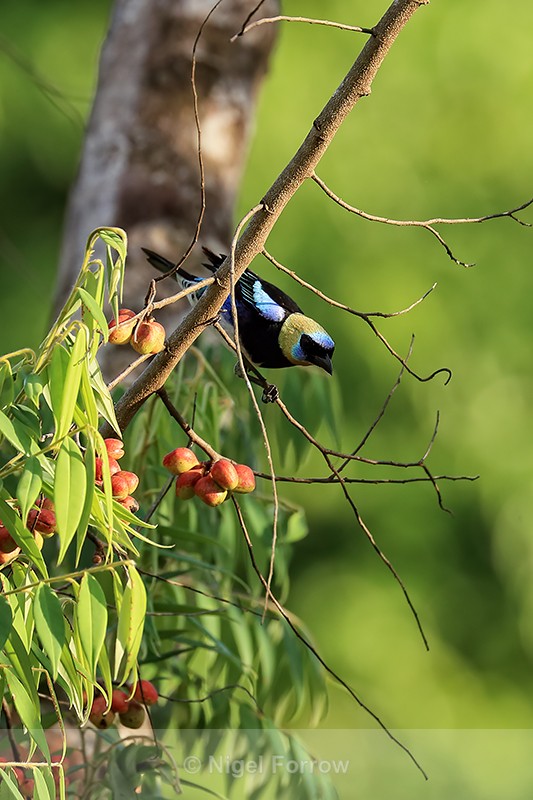 Golden-hooded Tanager and berries, Osa Peninsula, Costa Rica - Golden-hooded Tanager