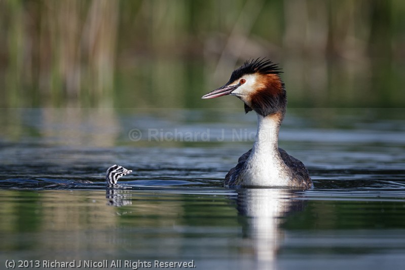 Great Crested Grebe (Podiceps cristatus) with chick - Great Crested Grebe (Podiceps cristatus)