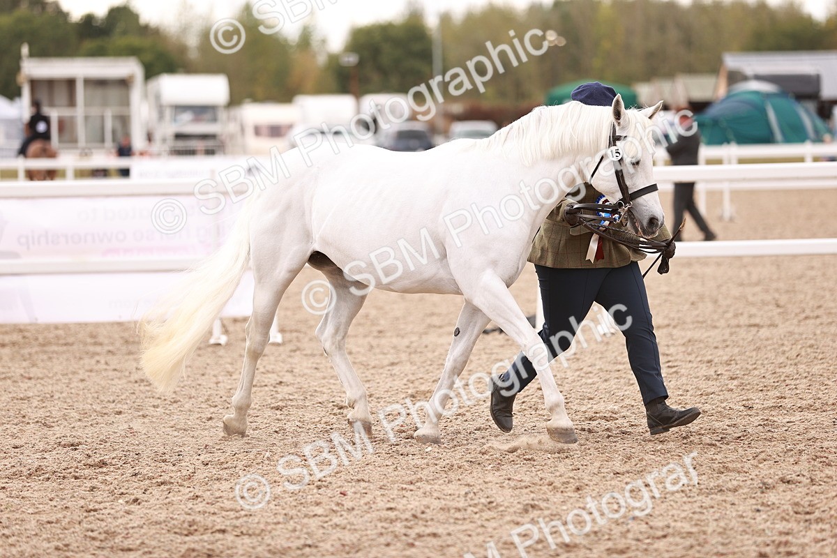 SBM_16159 - Class 411 - Prettiest Mare - (IH or Ridden Adult)