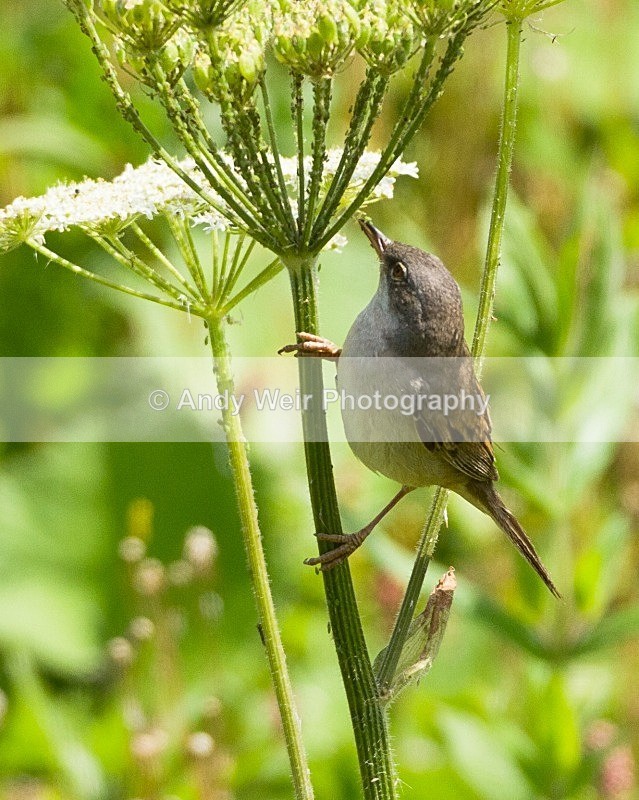 20110702-IMG_6176 - Whitethroat