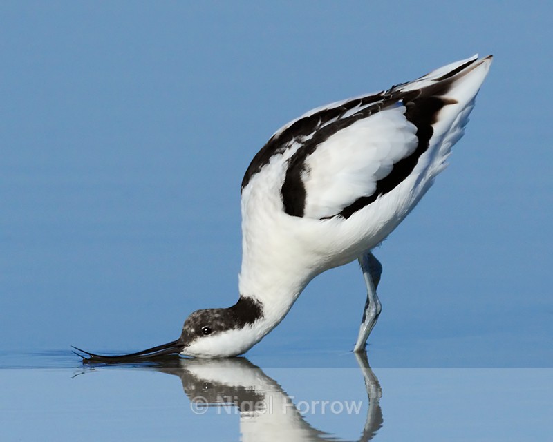 Avocet drinking in the lagoon at Brownsea Island - Avocet