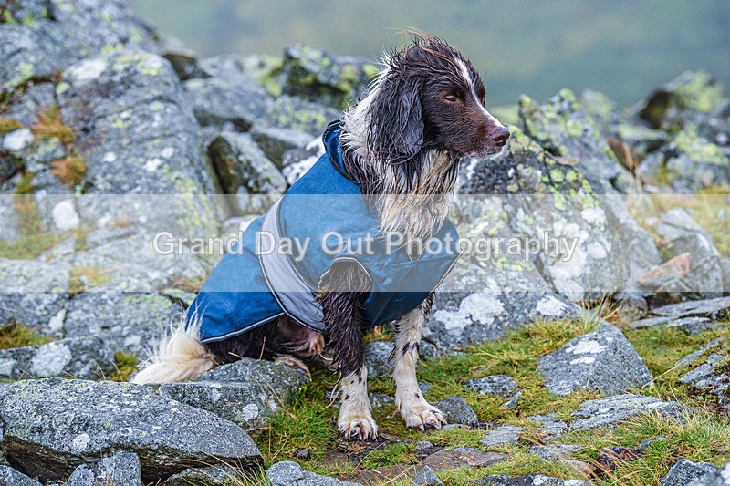 Matterdale-385 - Kong Matterdale Horseshoe Fell Race Saturday 20th August 2022