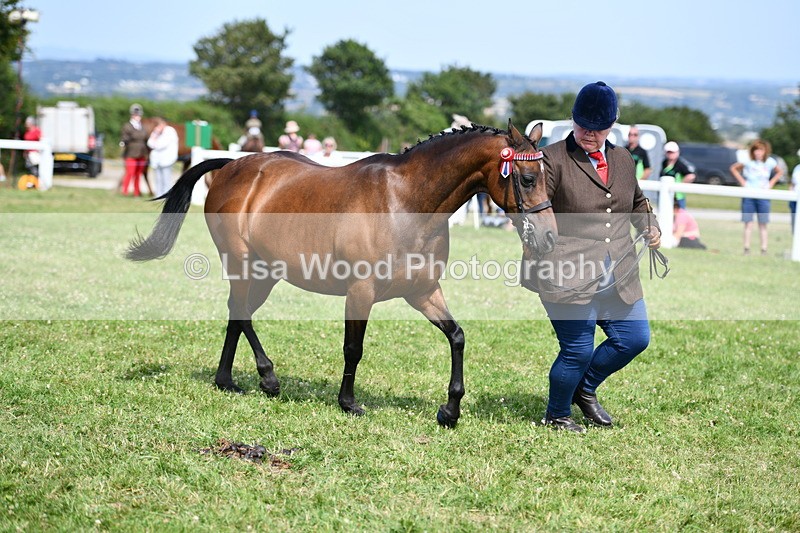 DSC_8369 - Class 68: Part Bred In Hand M & M