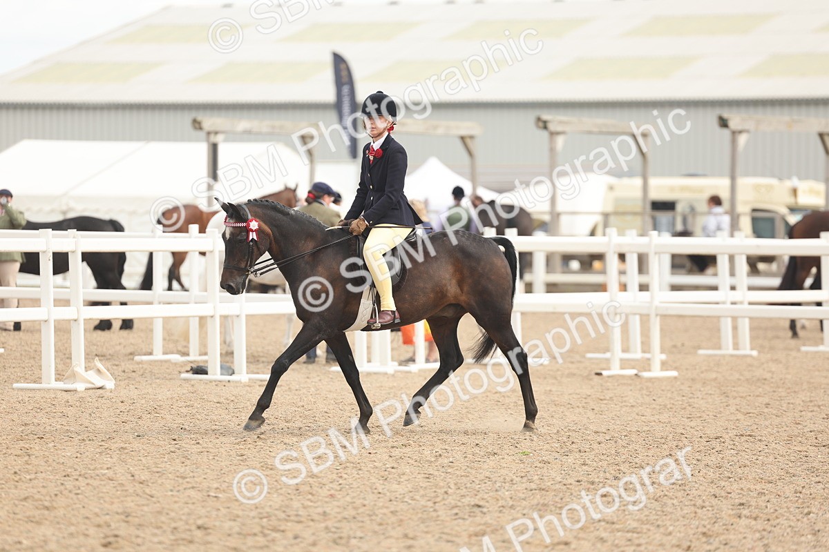 SBM_16019 - Class 311 - Ridden Show pony-Show hunter Pony
