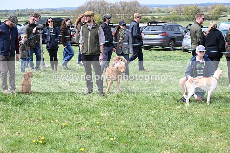 WJ6_8671 - Class 8 Best Working / Gun Dog or Bitch