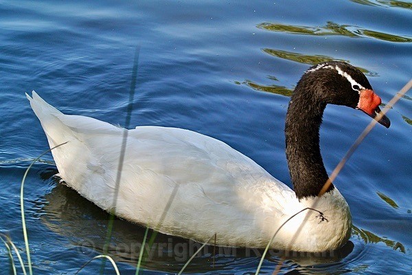 The Black Necked Swan - BIRDS & INSECTS