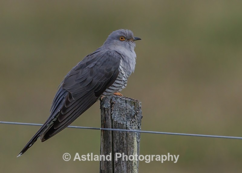 Cuckoo - Latest Images
