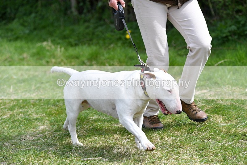 WJ5_0475 - Class 7 Best Terrier