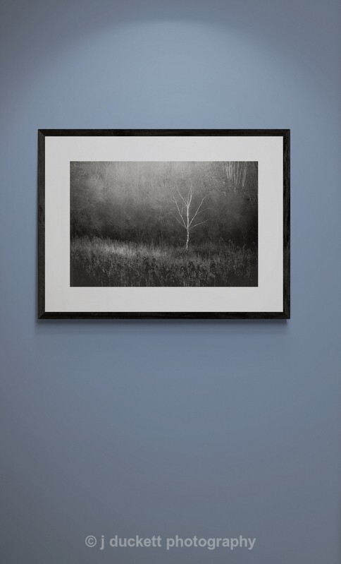  - White Tree in Woodland