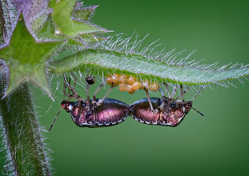 Macro photography by Diana Uzun