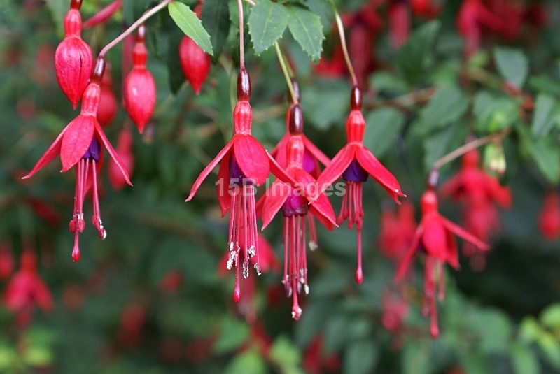 F1003 - Flowers