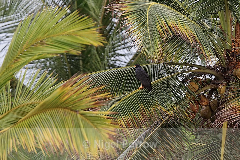 Common Black Hawk in palm tree, Bocas del Toro, Panama - Common Black Hawk