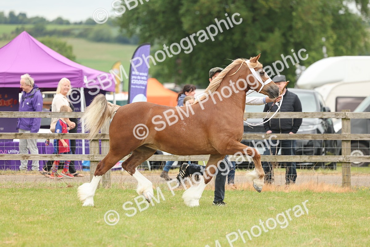 SBM_04860 - Class 50-57 - M&M Welsh Pony In Hand