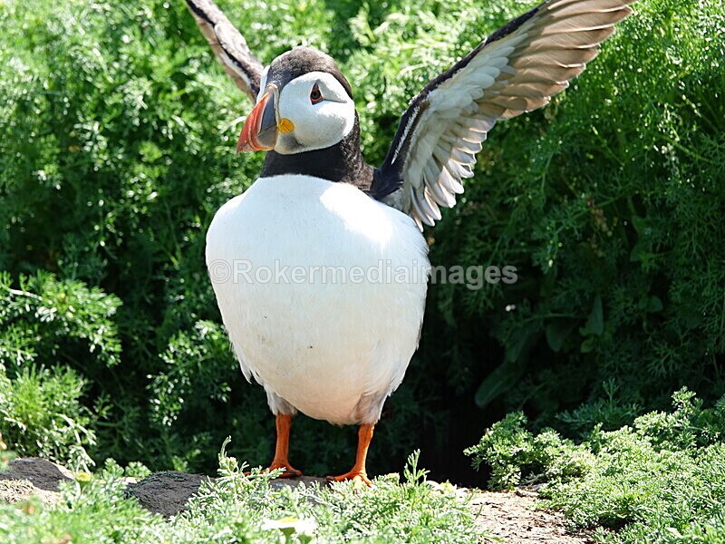 DSC00331 - Skomer 2019