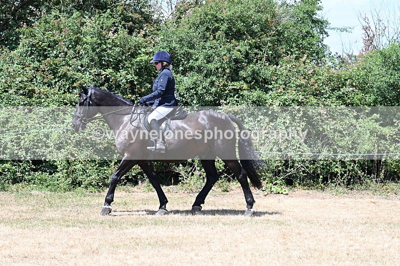 WJ7_2748 - Class 7 Riding Club Show Horse